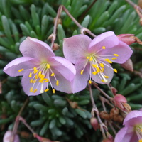 Talinum sediforme 'Zoe'